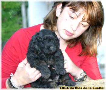 bouvier des flandres photo chiot - Elevage Clos Luette -  COPYRIGHT DEPOSE